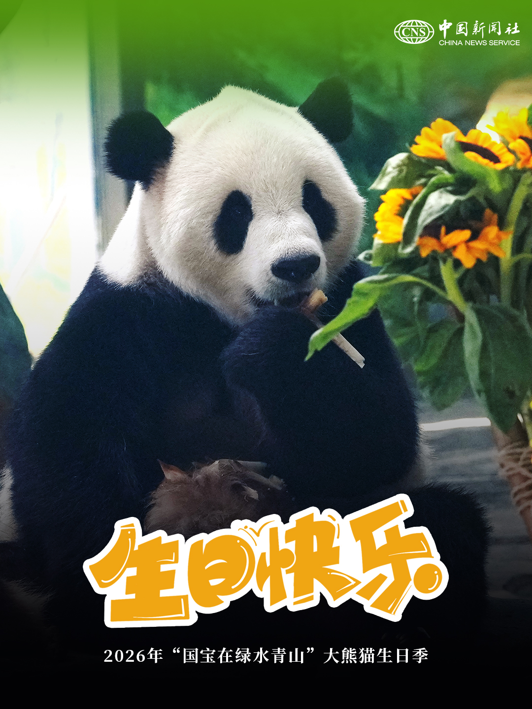 大熊猫“生日季”开趴！国宝们撒欢儿“营业”