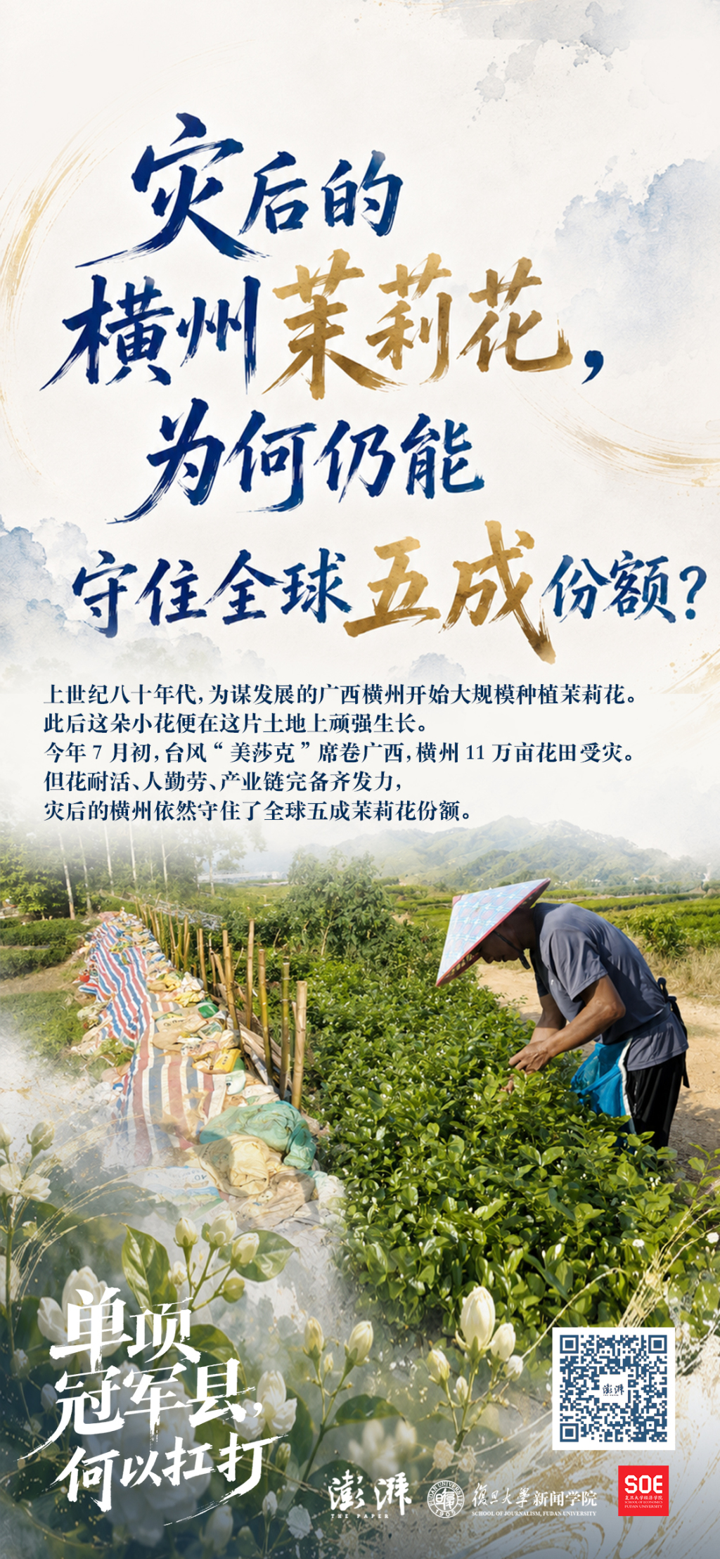 单项冠军县，何以扛打丨灾后横州茉莉花为何仍能守住全球五成份额