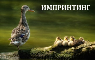Что такое импринтинг