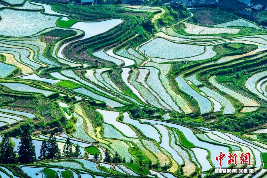 贵州从江：夏日梯田美如画
