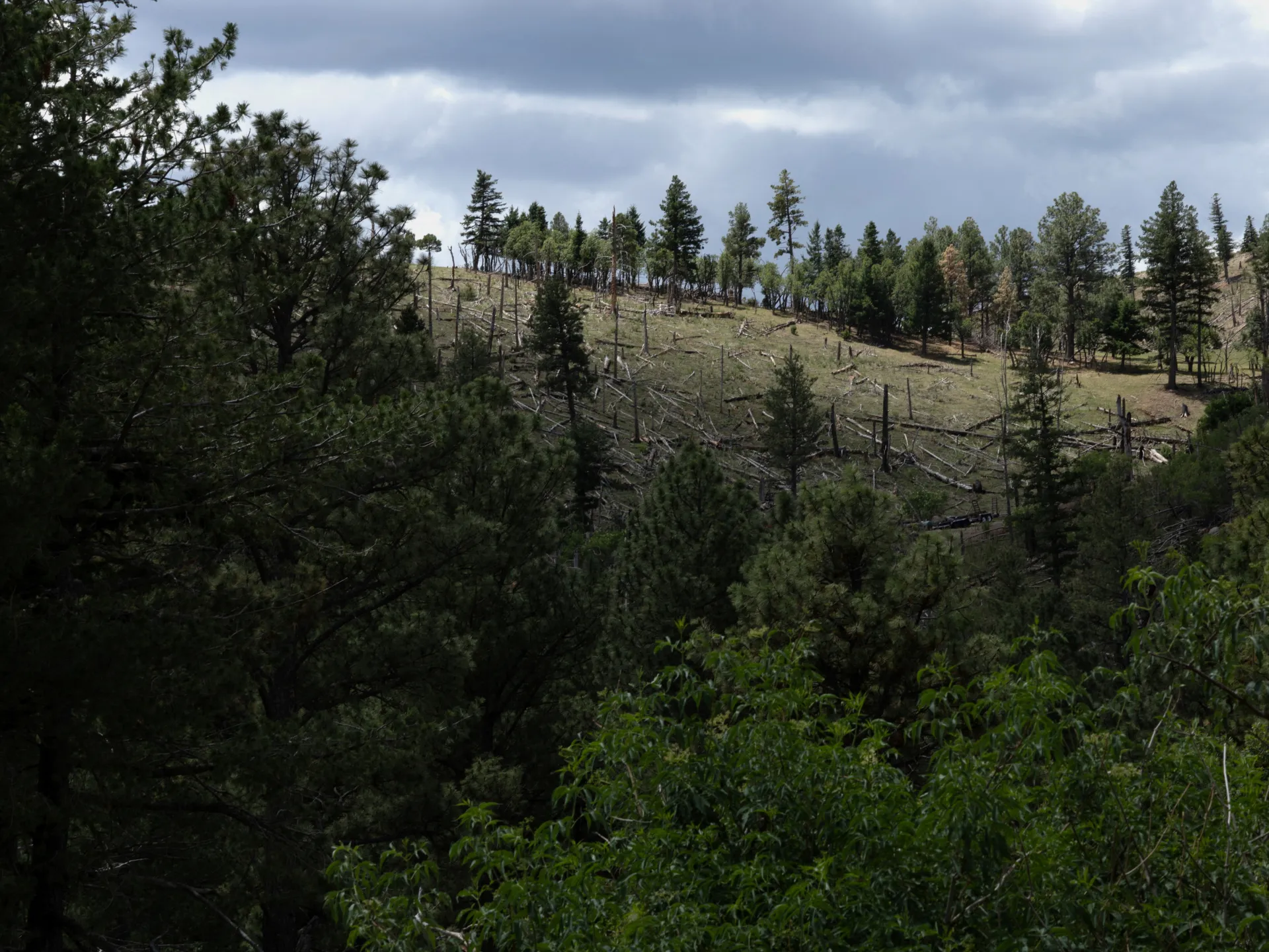 Trump administration moves to end rule protecting swaths of forest land