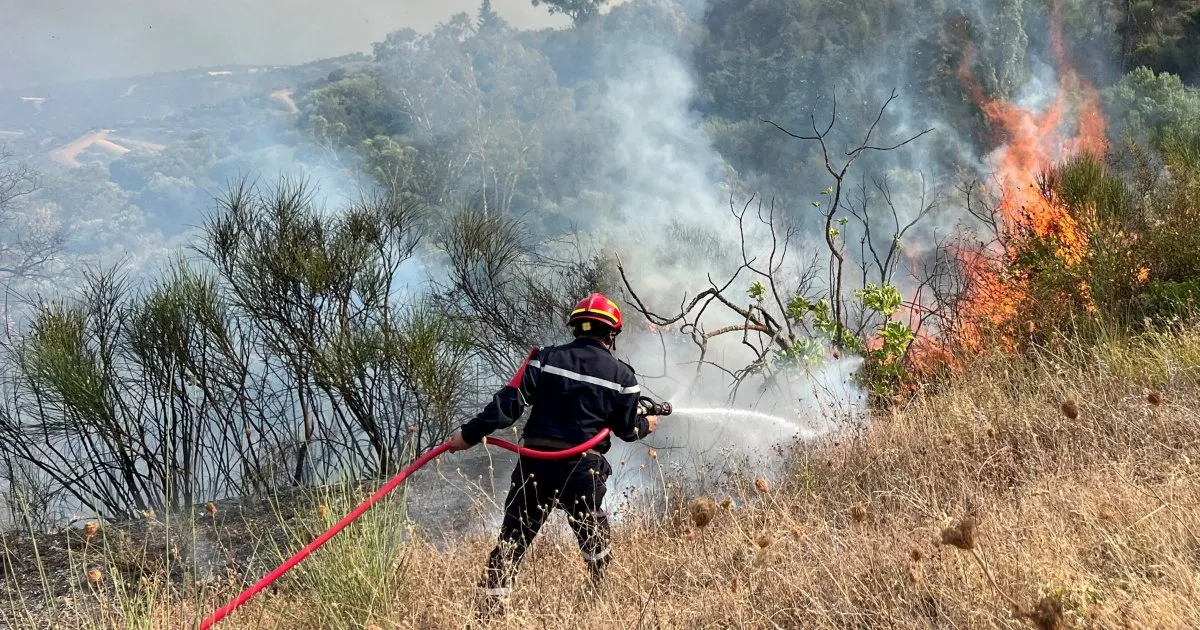 At least 12 dead, 54 injured as wildfires ravage northeastern Algeria
