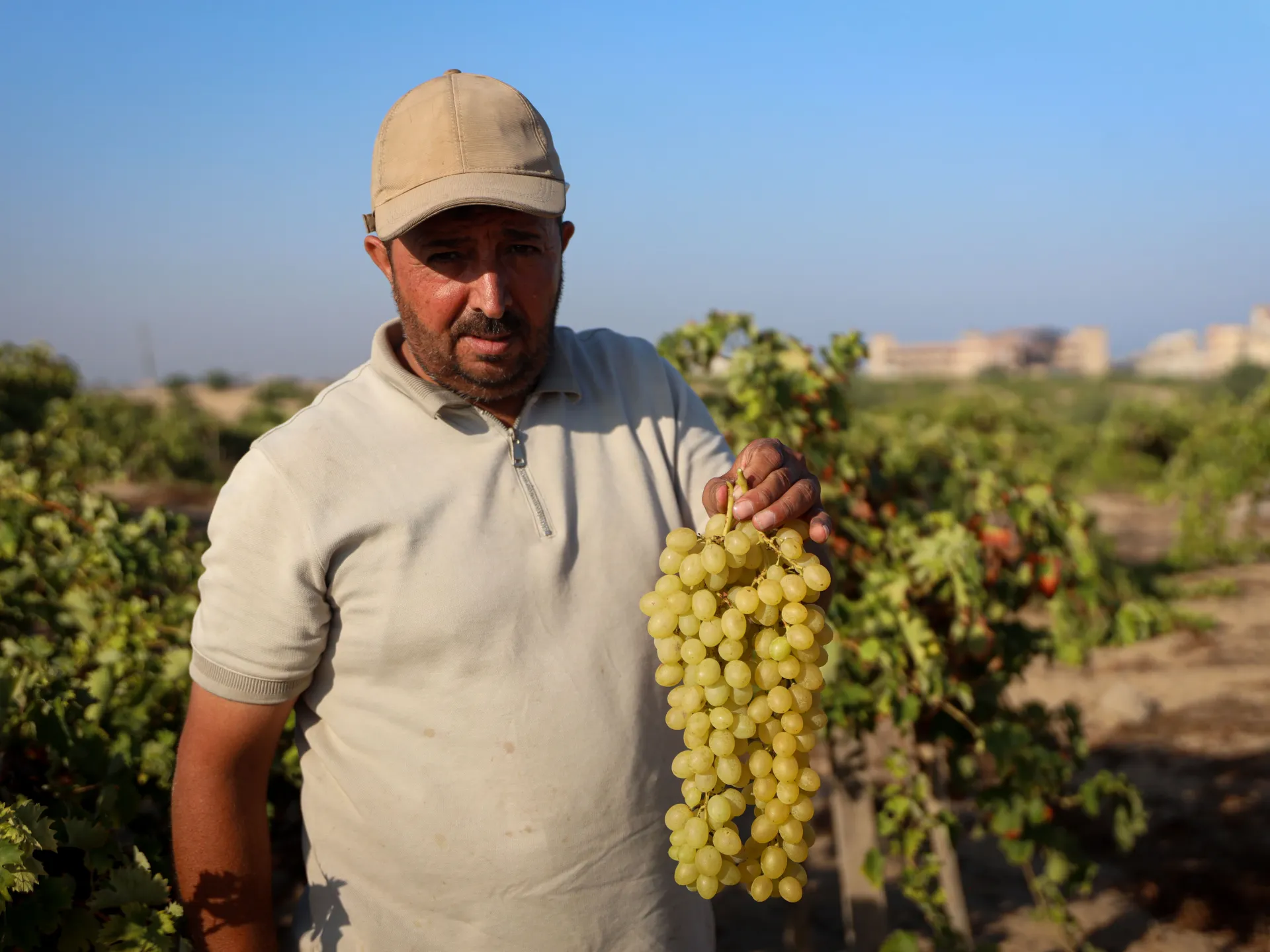 Gaza farmer returns to the grapevines he couldn’t bear to abandon