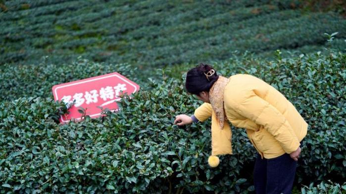 拼多多发布Q1财报：“千亿扶持”加码惠商助农，新拼姆助力供应链转型升级