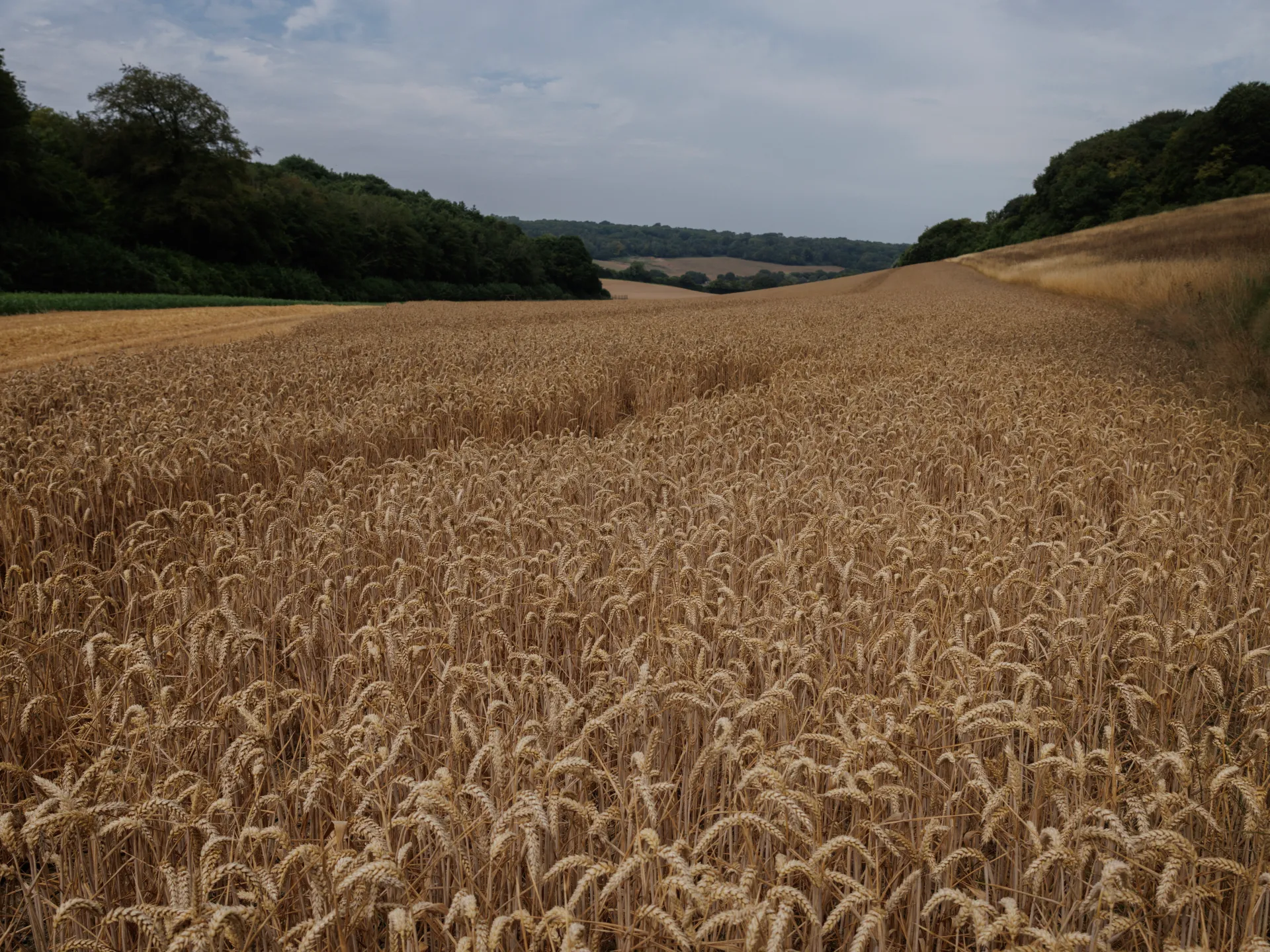 War and heat: Why are wheat prices soaring?