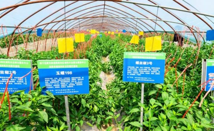 江苏睢宁以科技赋能茄果产业 “头雁”引领绘就振兴新图景