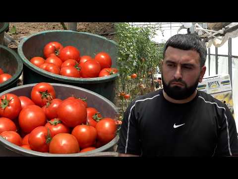 «4-5 տոննա պամիդոր կա հավաքած, չենք կարում ծախենք, փչանում ա». ջերմոցատեր