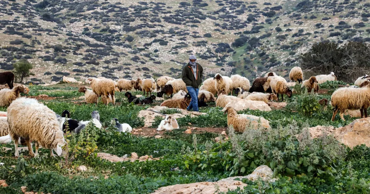 Israeli settlers are driving Palestinian shepherds from their grazing lands