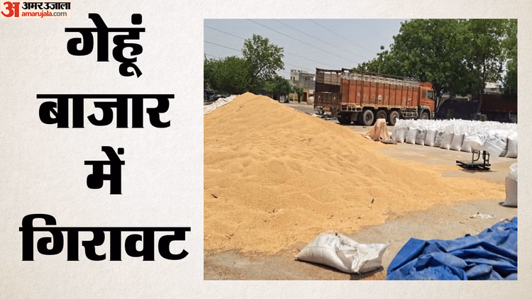 Wheat Price: रिकॉर्ड उत्पादन और सरकारी खरीद से मंडियों में टूटा गेहूं का भाव, किसानों की आमदनी पर संकट गहराया