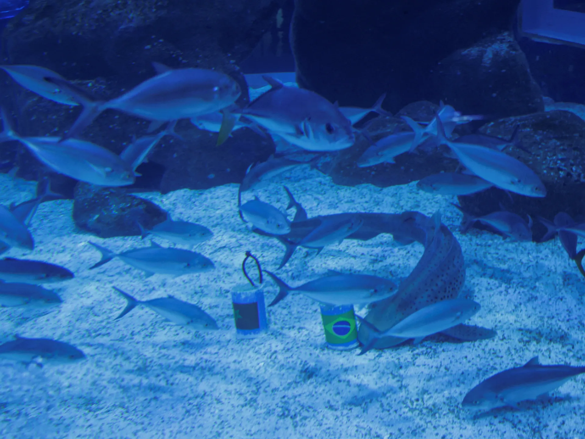 Shark predicts winning start for Brazil at FIFA World Cup