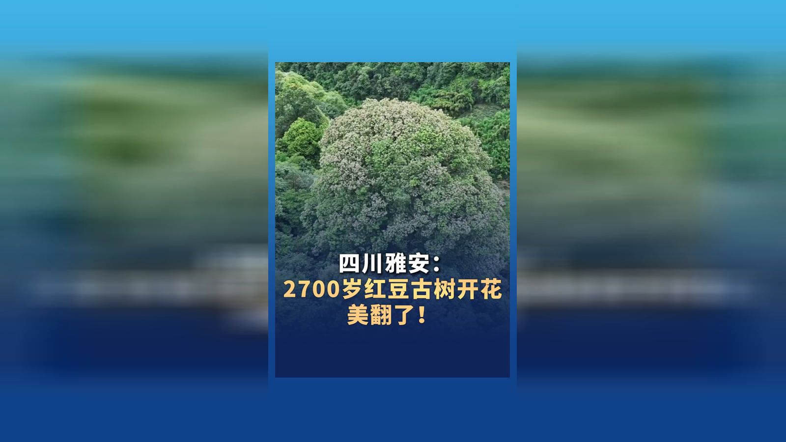 香港漫游记：在香港逛家乡市集 美食、非遗手工、文化表演等一网打尽