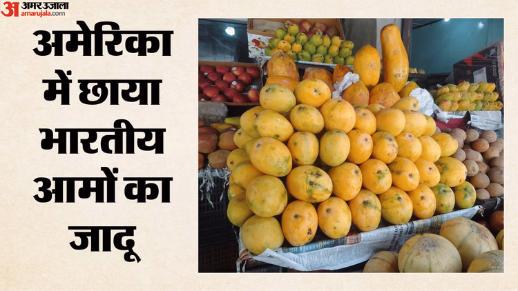 अमेरिका में छाया भारतीय आमों का जादू: दो घंटे में बिका पूरा स्टॉक; अल्फांसो से दशहरी तक के दीवाने हुए अमेरिकी