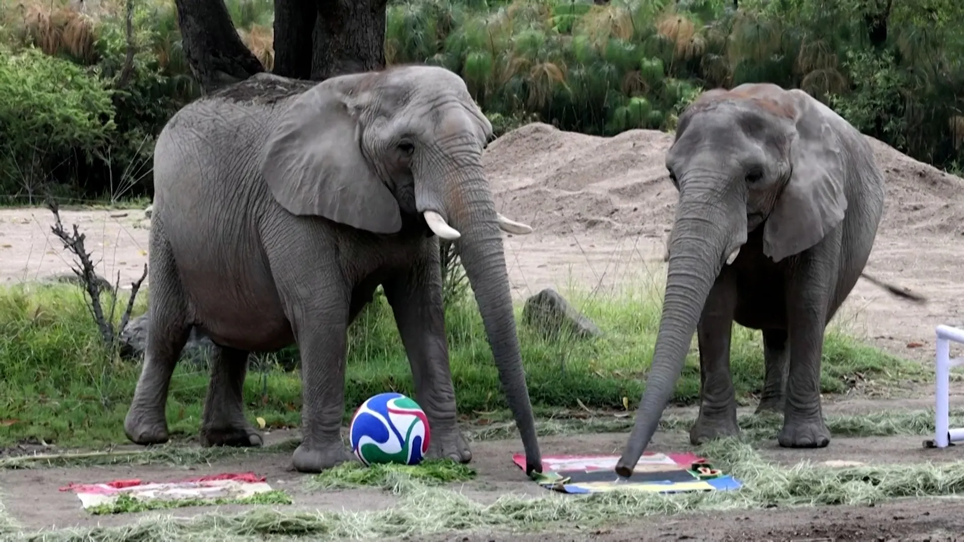 Mexico zoo animals predict World Cup winners