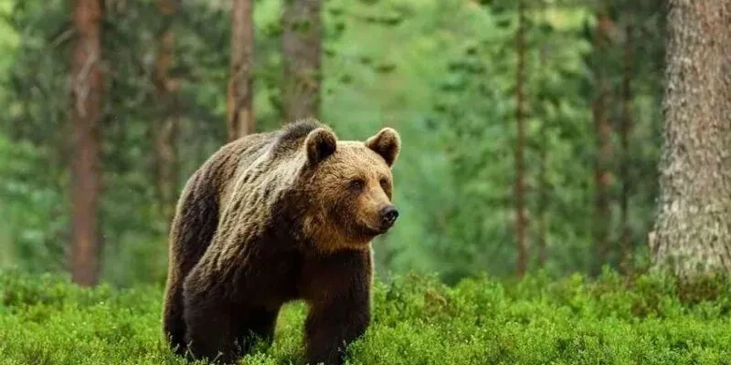 Վրաստանի իշխանությունները գորշ արջերի պոպուլյացիայի հաշվառման համար կհատկացնեն ավելի քան 130 հազար եվրո