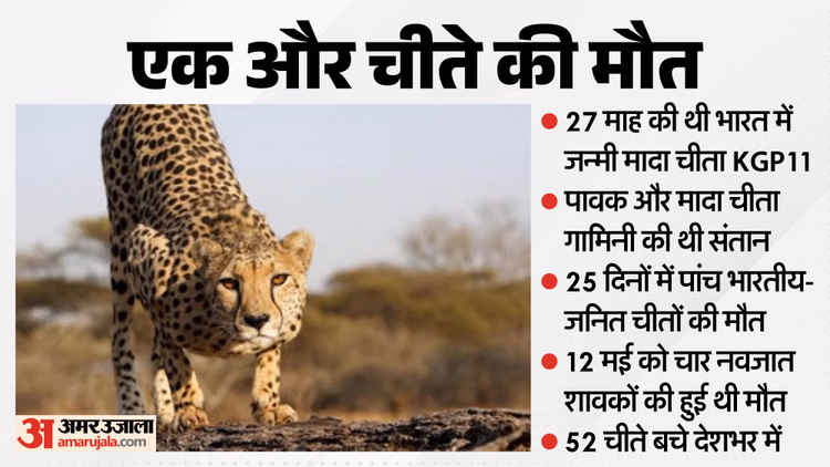 कूनो में एक और झटका: भारत में जन्मी मादा चीता KGP-11 की मौत, इलाज के दौरान तोड़ा दम; संख्या घटकर 49