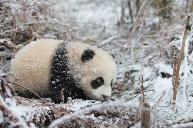 美丽中国行・探访大熊猫国家公园丨归野向山林！我国大熊猫野化放归研究不断突破