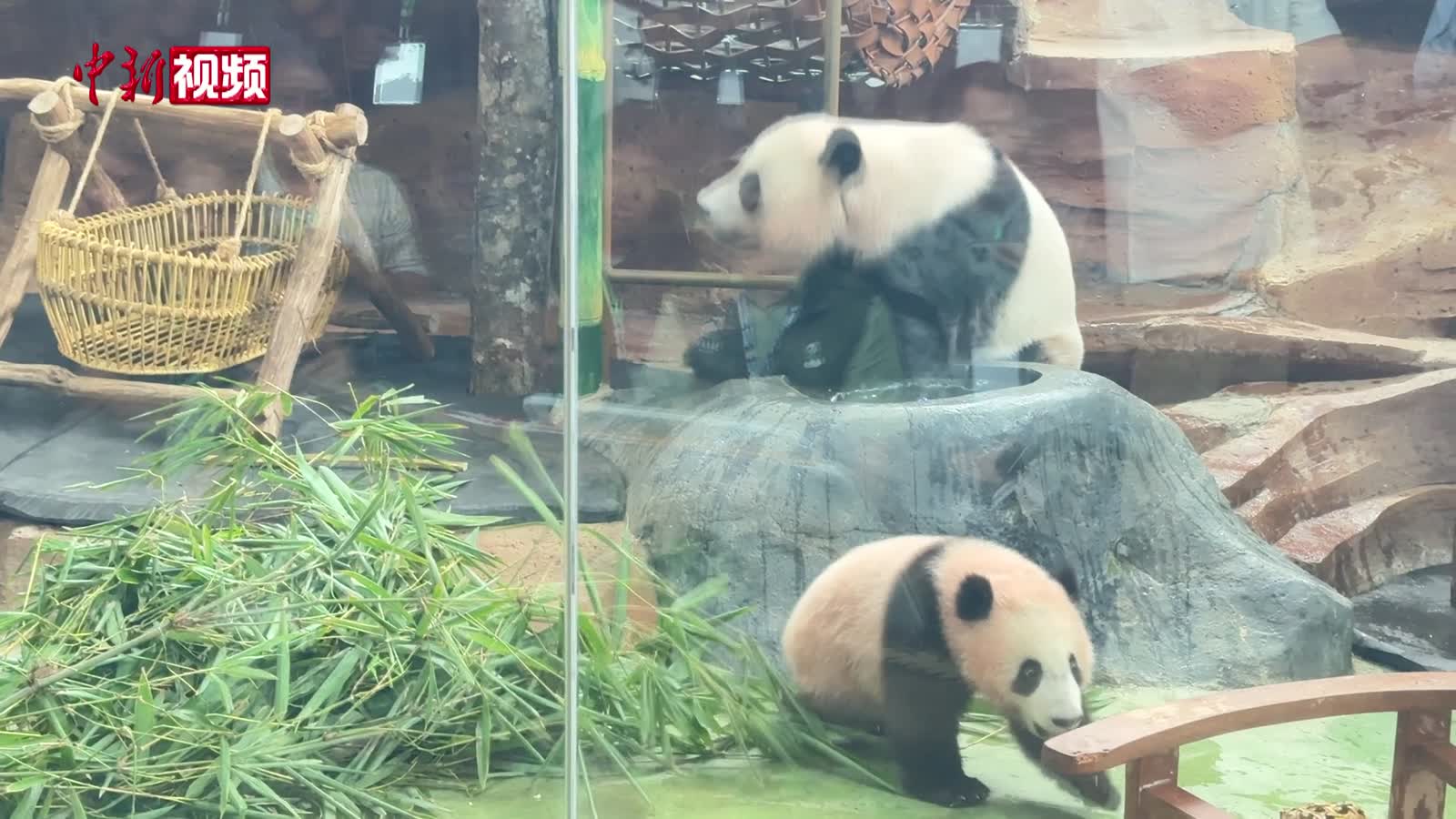 现场直击：探访首只在印尼出生的大熊猫“里奥”