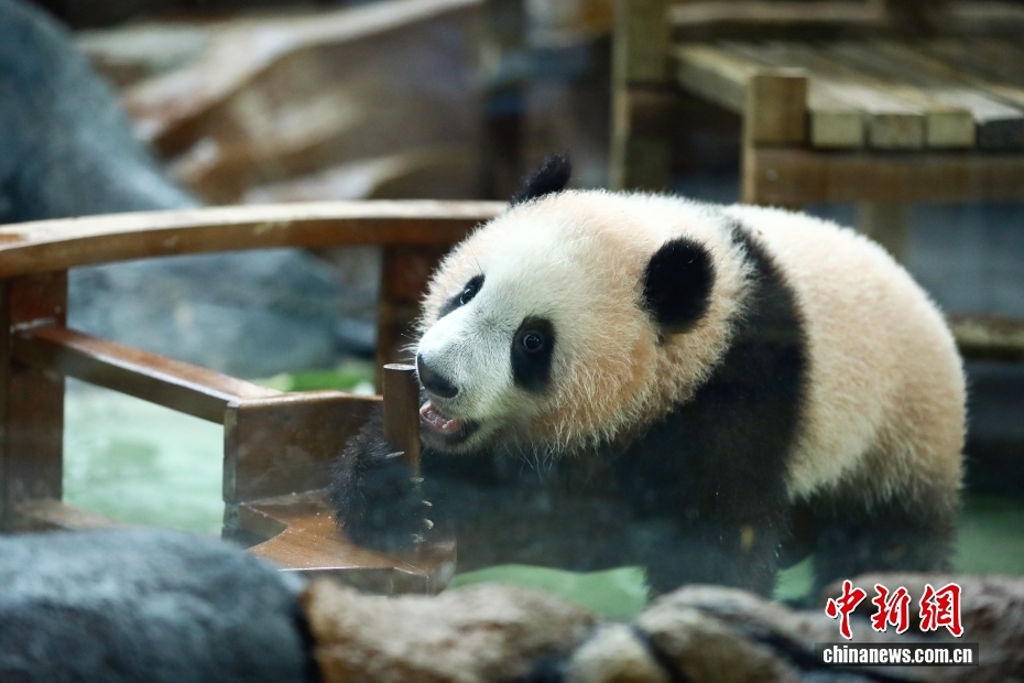 探访首只在印尼出生的大熊猫幼仔“里奥”