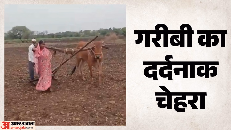 गरीबी की मार: बैल की मौत के बाद महिला उतरी खेत में, पति संग हल खींचती दिखी पत्नी