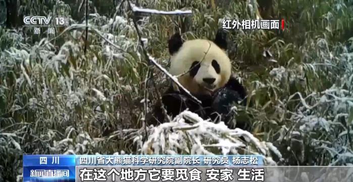 美丽中国行丨“熊猫走廊”修复生态“断点” 拓展共生富民新业态