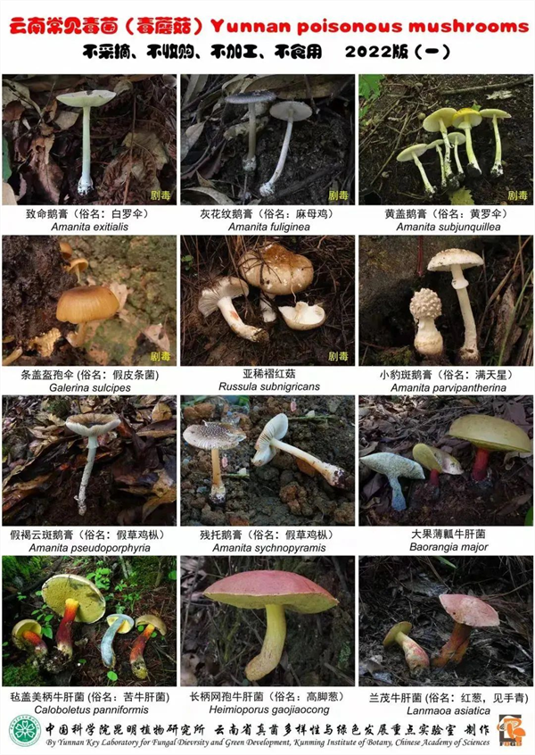 误食菌子中毒不止会致幻 别让美味变危险