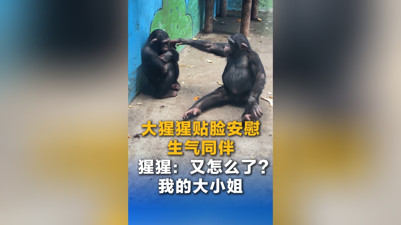 外国留学生走进江西万年梓埠镇 体验龙舟制作与竞渡