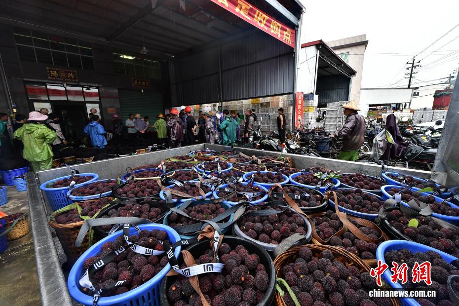 福建漳州：杨梅收购贮存到销售全过程监管 坚决杜绝问题杨梅流入市场