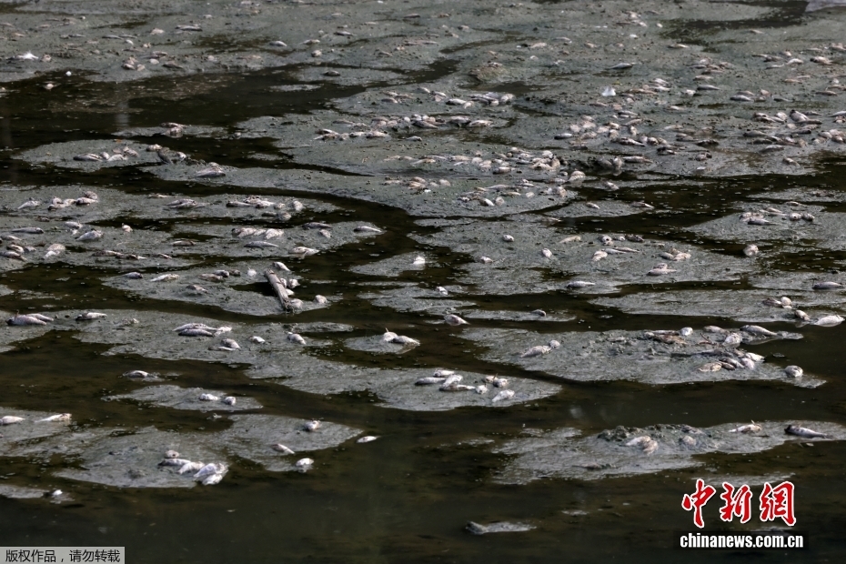 印度新德里遭遇高温天气 湖泊水位下降大量鱼类死亡