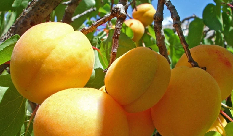 Հունիսի 19-21-ը արտահանվել է 371 տոննա ծիրան, 154 տոննա կեռաս, 390 հազար հատ և 7 տոննա ծաղիկ. Պապոյան