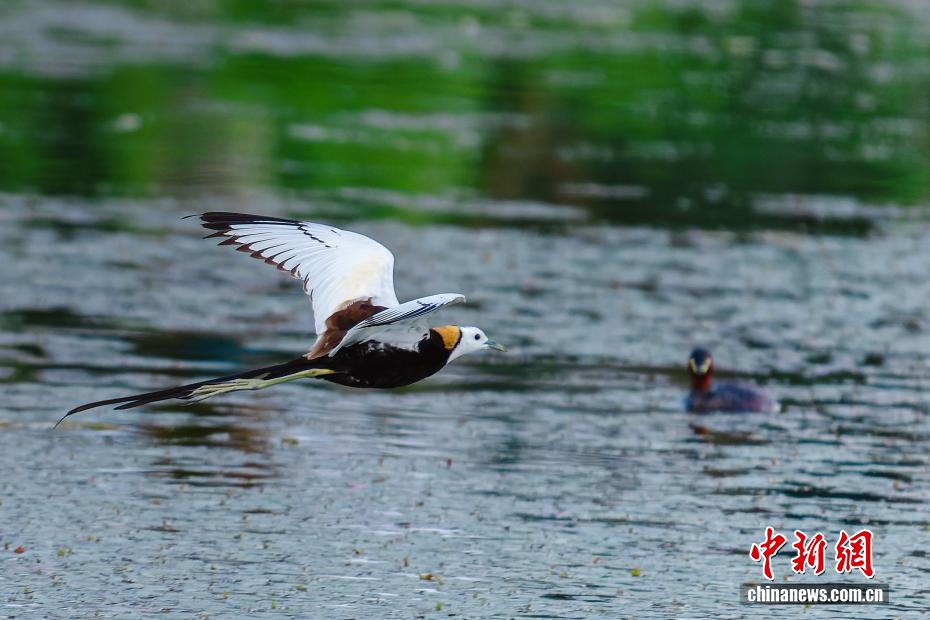 成都青白江凤凰湖首次迎来“水中凤凰”
