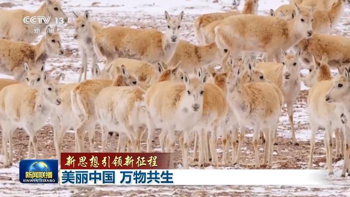 新思想引领新征程丨美丽中国 万物共生