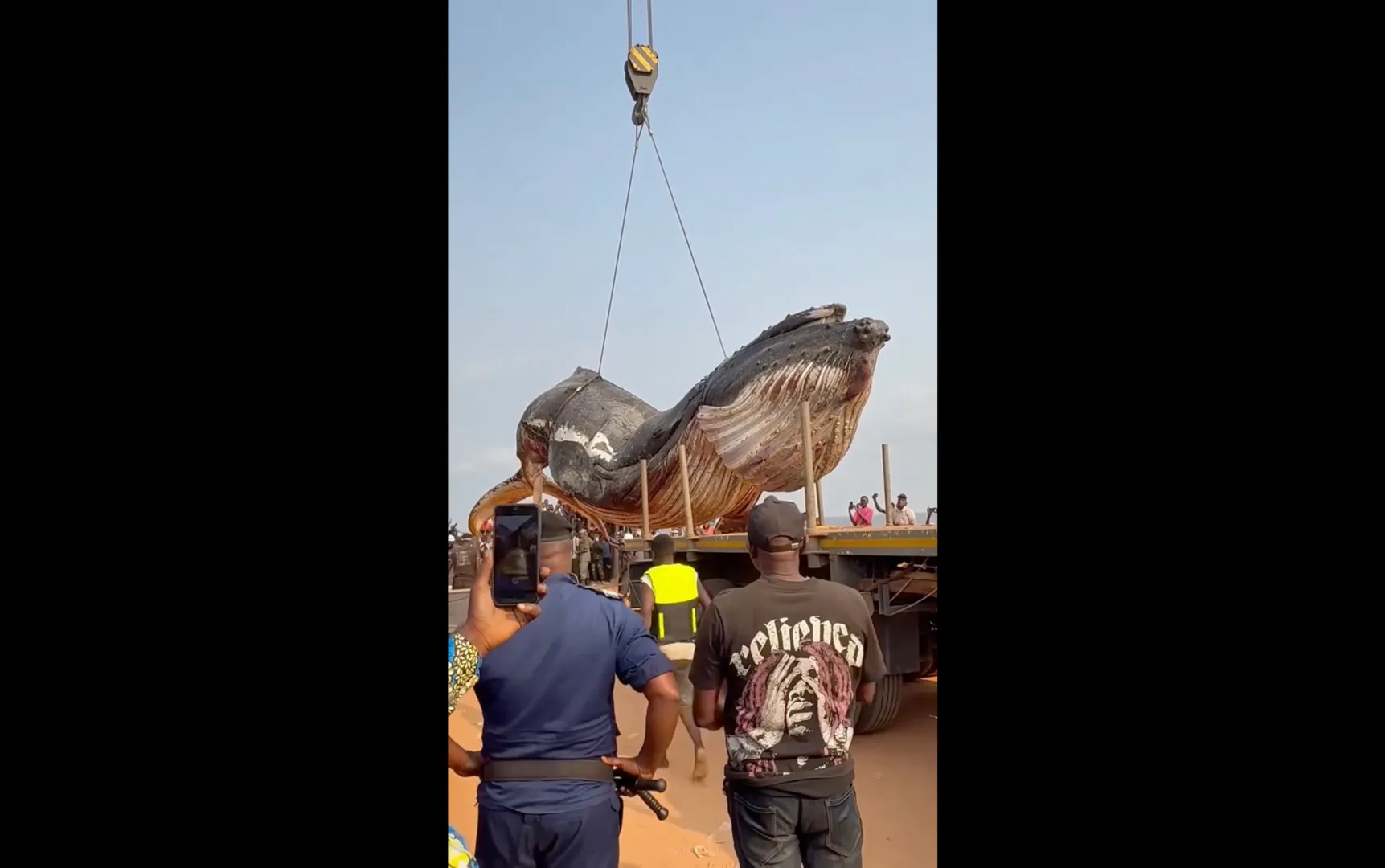 12-tonne whale removed from DR Congo beach
