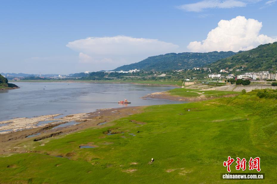 重庆涪陵：长江消落带披绿装 宛如江畔草原