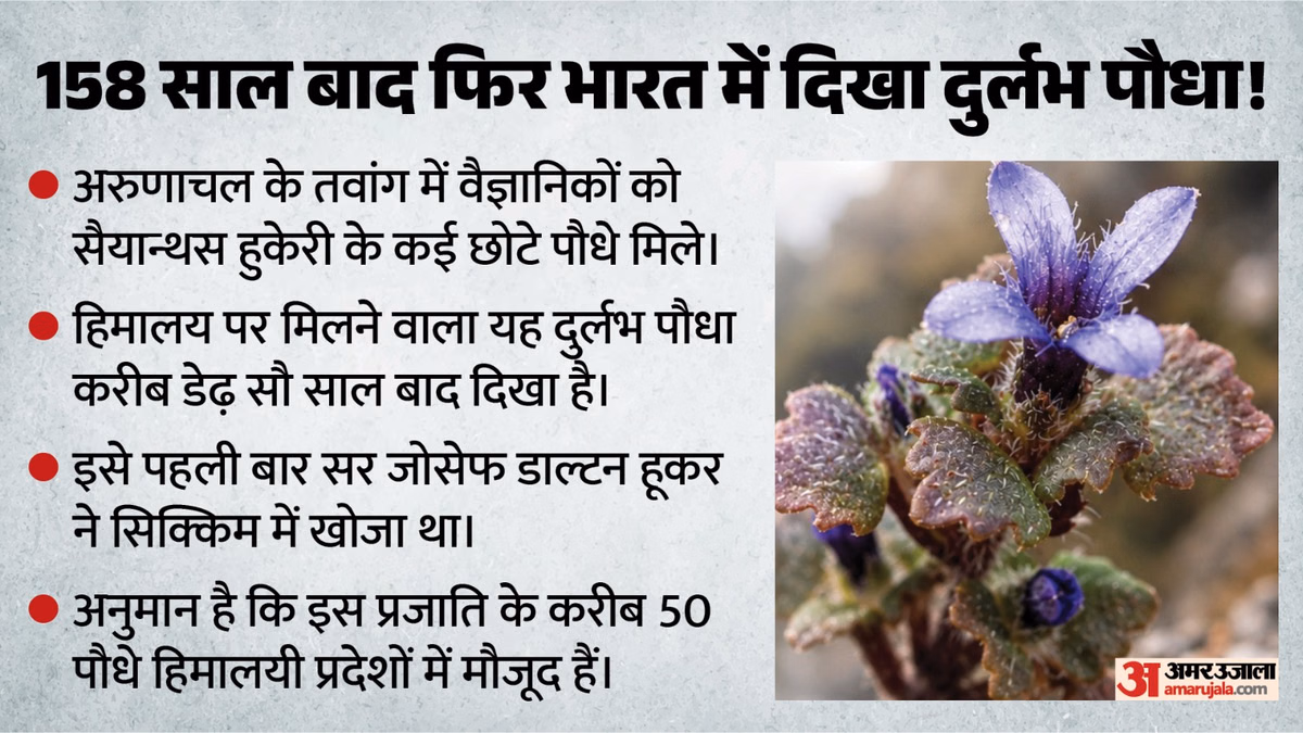 Cyananthus Hookeri: 1867 के बाद भारत में पहली बार मिला दुर्लभ पौधा, वैज्ञानिक हुए हैरान; क्या है इसकी खासियत?