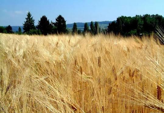 ՀՀ–ում գյուղատնտեսական հողերի օգտագործման արդյունավետության բարձրացման համար հատկացվել է ավելի քան 2,5 մլրդ դրամ