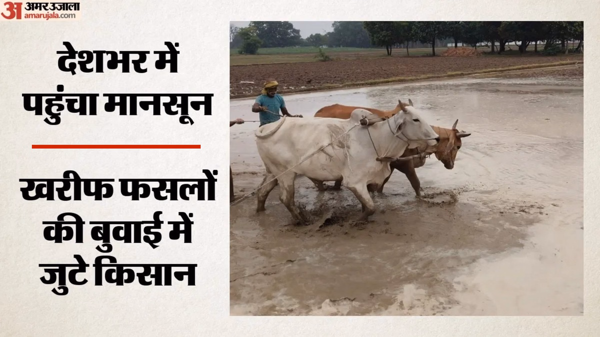 Kharif: मानसून के आगमन से कपास-सोयाबीन की बुवाई ने पकड़ी रफ्तार; पिछले साल के स्तर को पार कर सकता है कुल रकबा