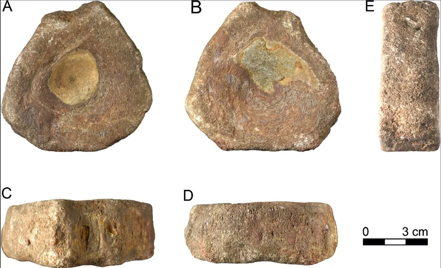 Հռոմեական Բրիտանիայում անսովոր գտածոն զարմացրել է հնագետներին․ հին մարդը հավաքում էր բրածոներ