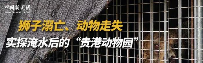 直播：狮子溺亡、动物走失 实探淹水后的“贵港动物园”