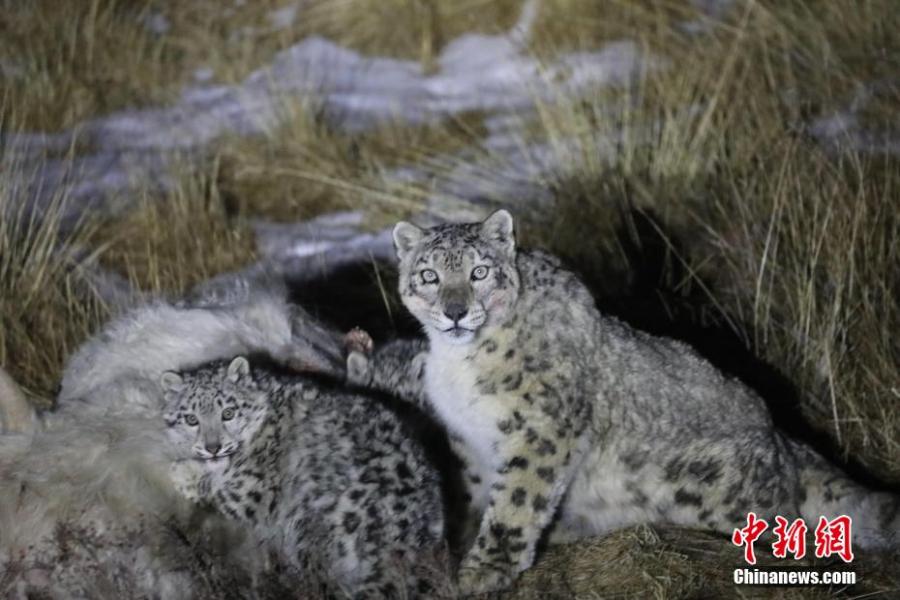 涉雪豹、野牦牛、东方白鹳……最高法发布依法保护生物多样性典型案例