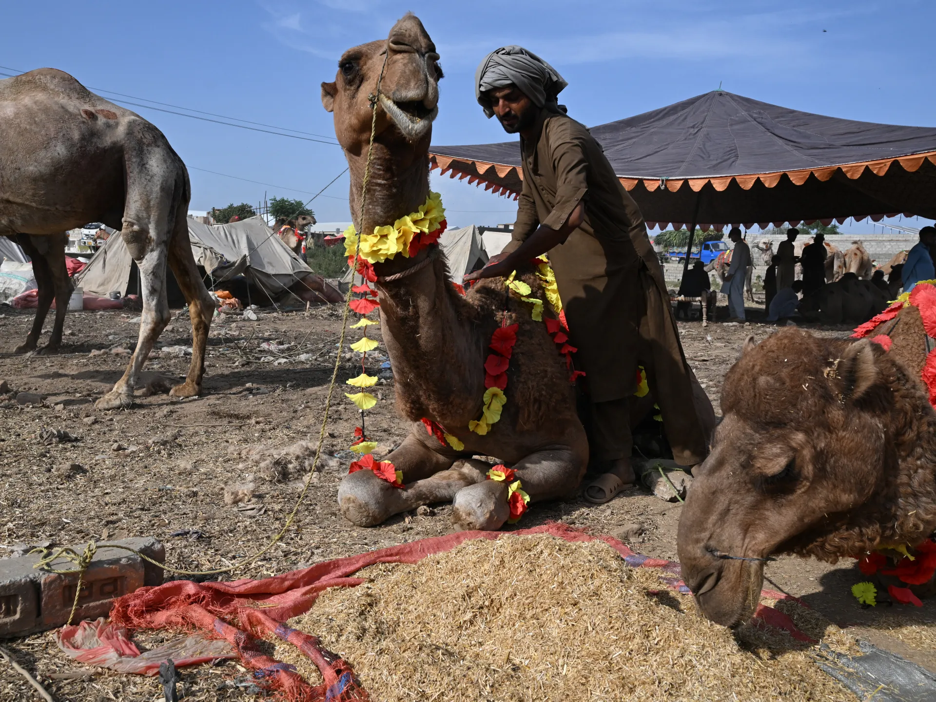 Pakistan’s Eid livestock traders losing as war on Iran pushes up prices