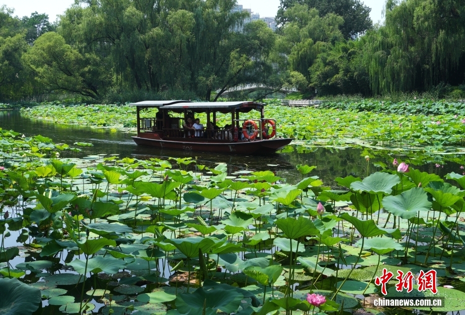 北京：市民“泛舟”荷花渡赏荷消暑