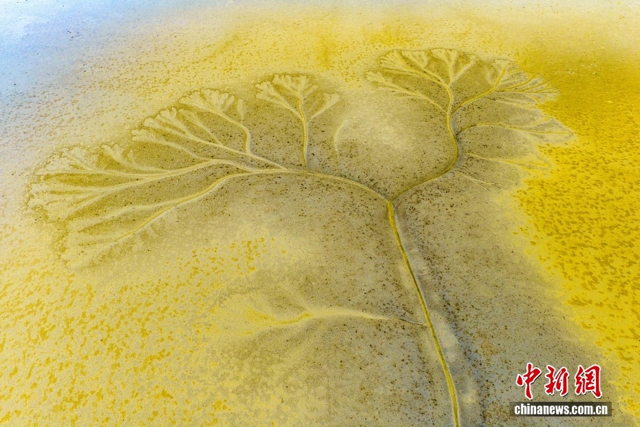 江苏盐城：黄海湿地出现“潮汐树”景观