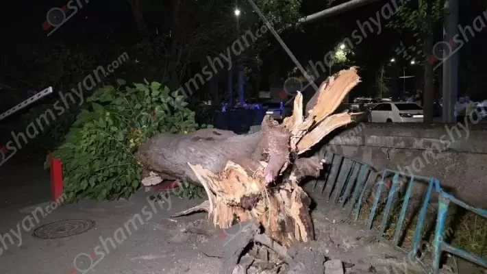 Երևանում արմատից չորացած հաստաբուն ծառը տապալվել է՝ կոտրելով գազախողովակներ, վնասելով մեքենաներ