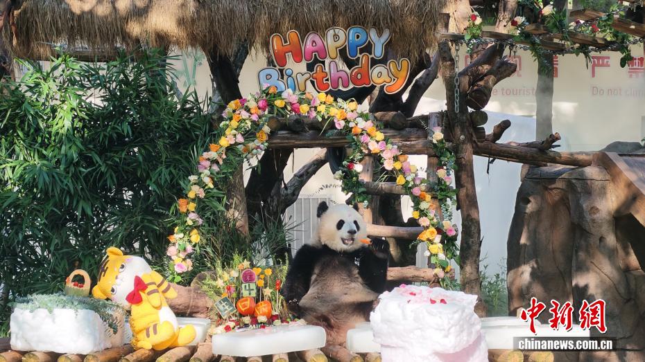 重庆双胞胎大熊猫“渝可”“渝爱”迎来4周岁生日