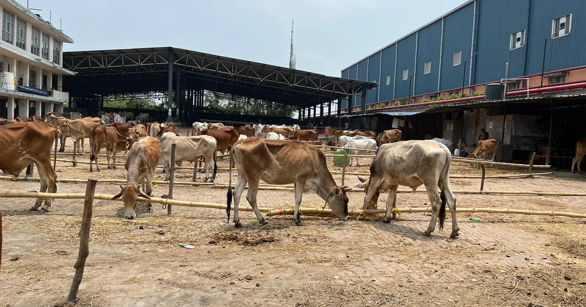 Cattle market empties as fear grips Eid preparations in India’s West Bengal
