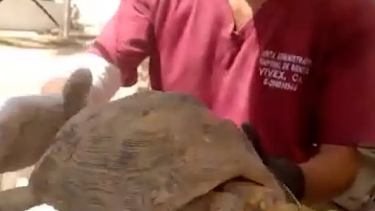 Turtle rescued from rubble a month after Venezuela earthquake