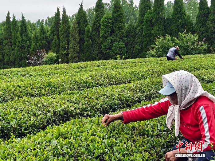 山东日照：有机茶受青睐