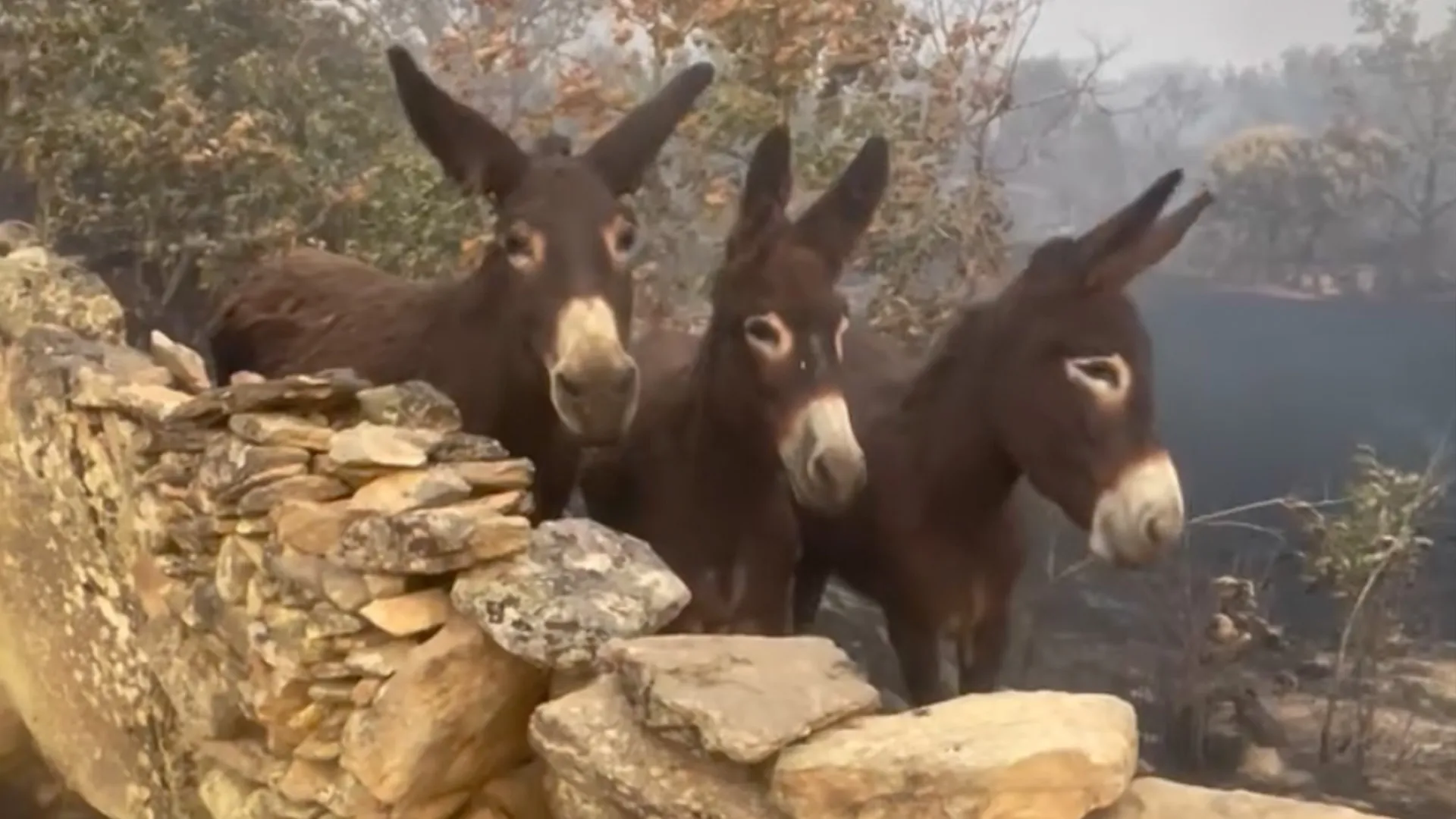 Spanish farmer finds donkeys alive after wildfires destroy her property